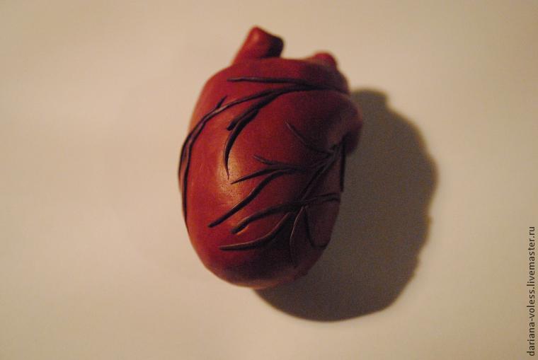 Делаем анатомическое сердце из полимерной глины, фото № 24