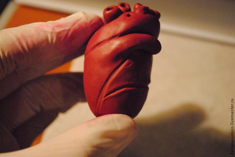 Делаем анатомическое сердце из полимерной глины, фото № 19