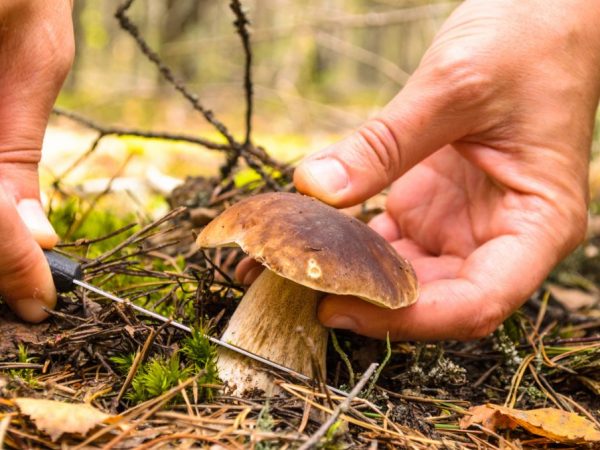 Важно правильно срезать грибы