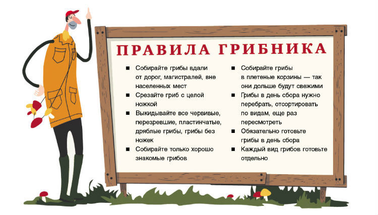 Соберу правило. Советы по сбору грибов. Правила грибника. Памятка грибника. Главное правило грибника.