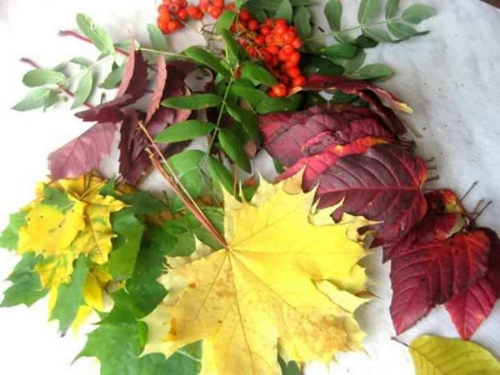 Осенние листья – исключительный декор, который, к сожалению быстро портится. Чтобы предотвратить их преждевременное высыхание, перед использованием материал необходимо обработать