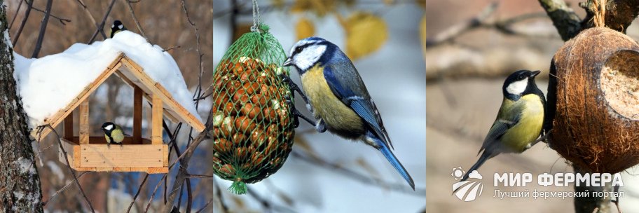 Как подкармливать птиц зимой