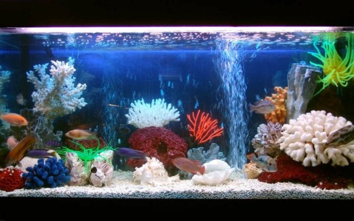 аквариум с ракушками