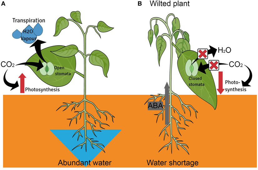 Figure 2 - Internal defenses of plants under water stress.