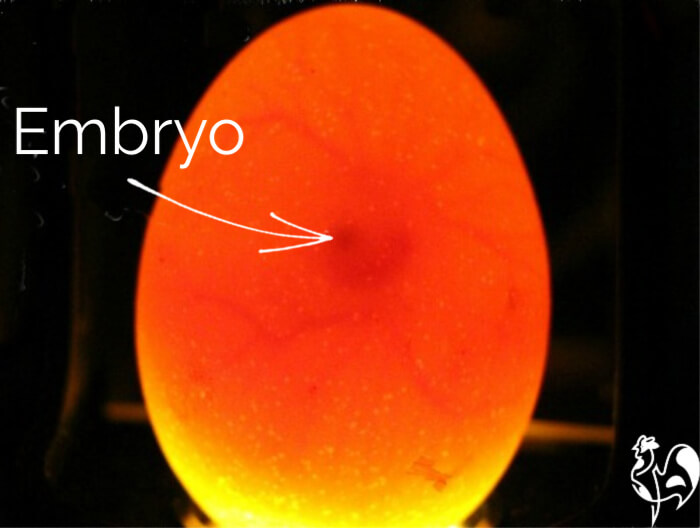 A candled egg at day 5.
